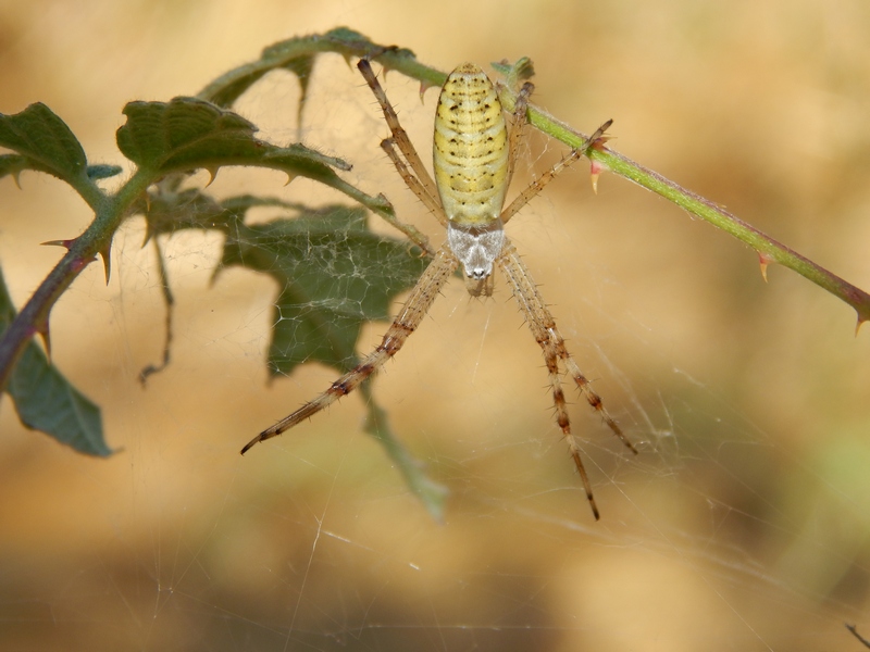 Giovane Argiope bruennichi - Pontevecchio di Magenta (MI)